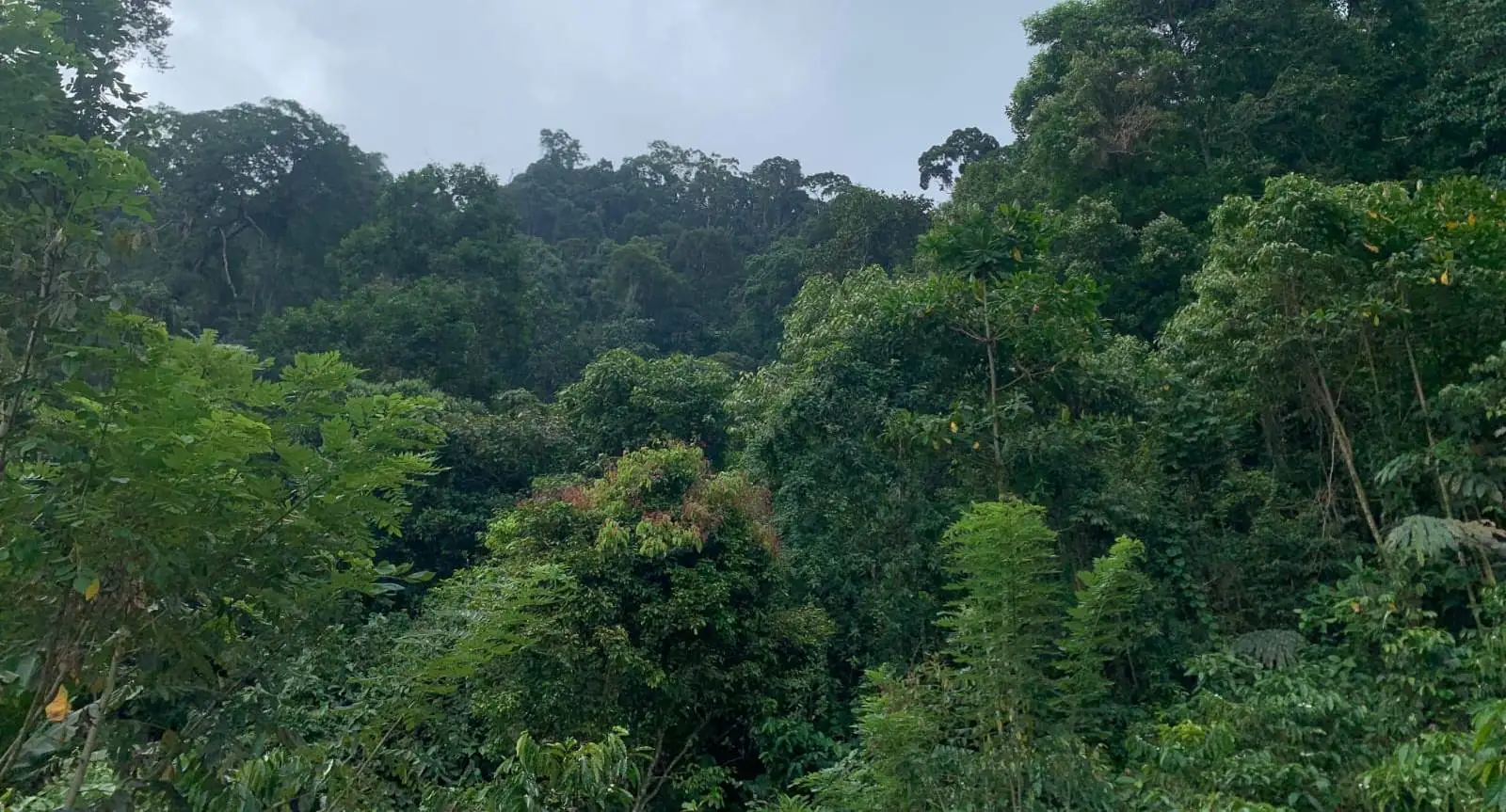 Status Izin PT ESDM Ditingkatkan, Hutan Lindung Bukit Sanggul Seluma Siap Ditambang