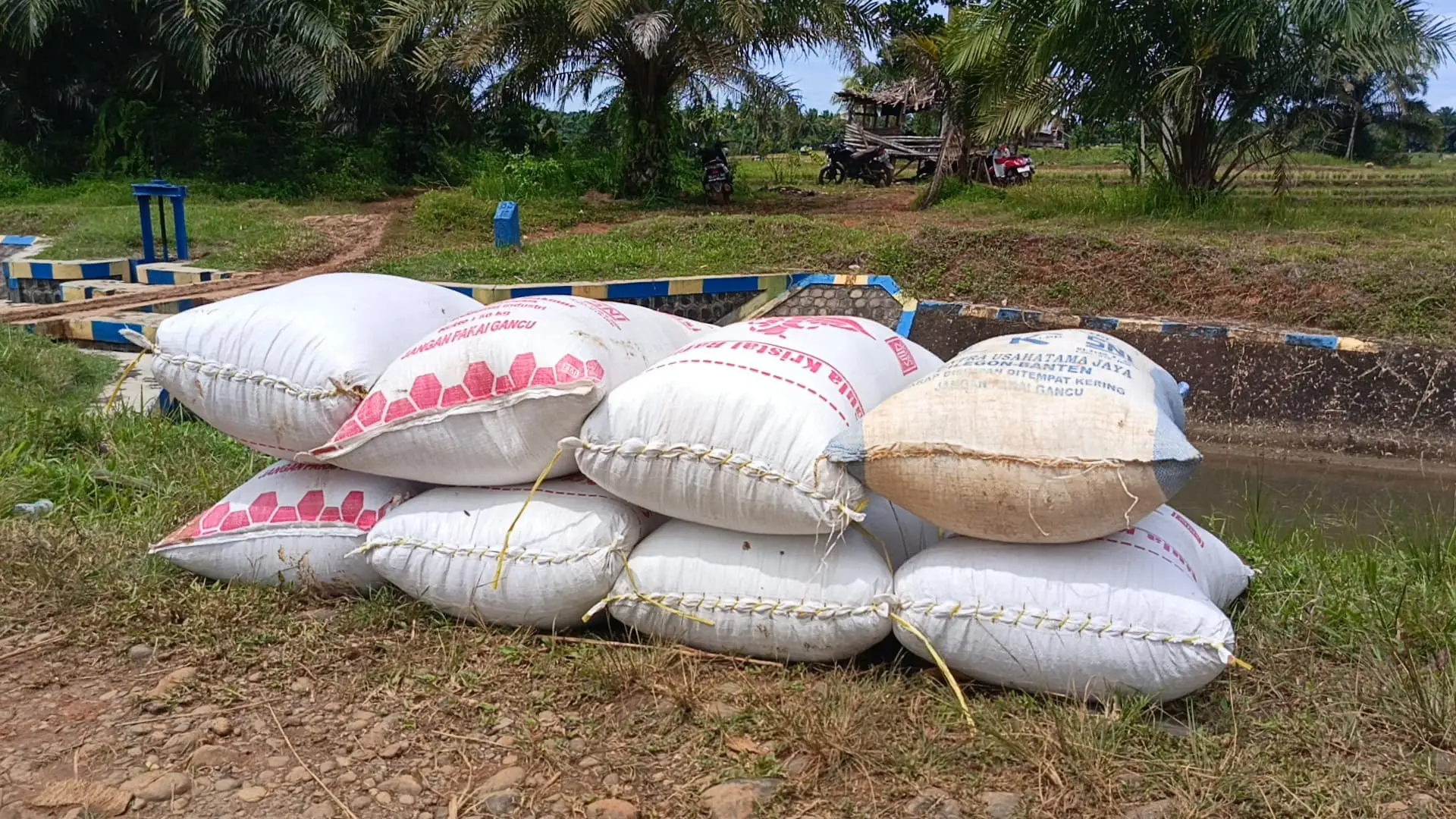 DKP Seluma Imbau Tengkulak Beli Gabah Kering Sesuai HPP