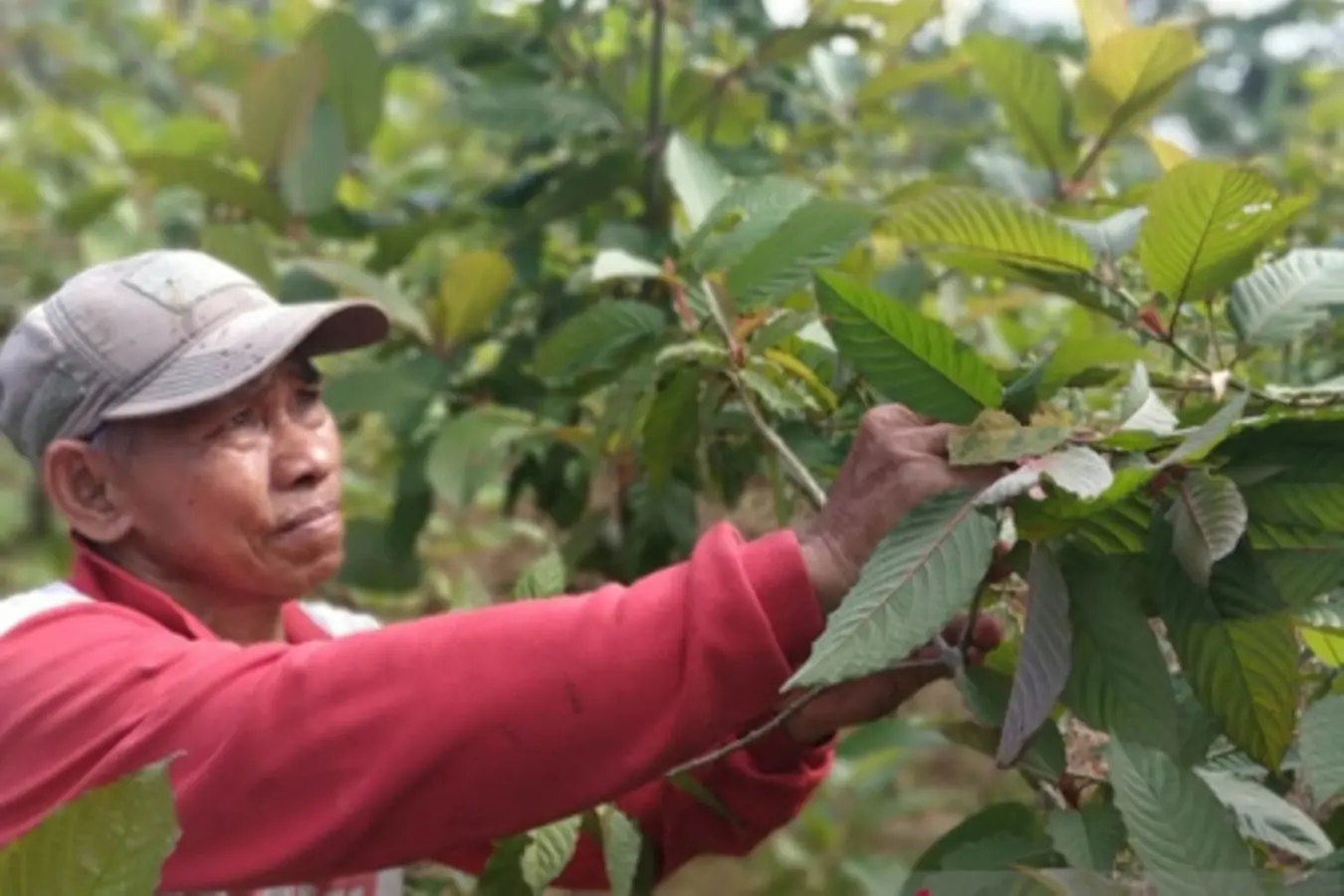 Kratom Kapuas Hulu dikenal sebagai kratom terbaik yang memiliki nilai tinggi di dunia, Foto: Dok