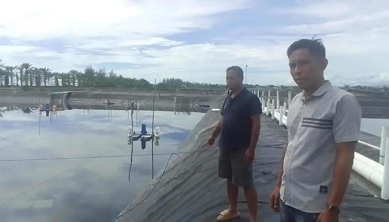 Usai Insiden Karyawan Tewas, Perizinan dan Pajak Tambak Udang PT MTS Diungkit