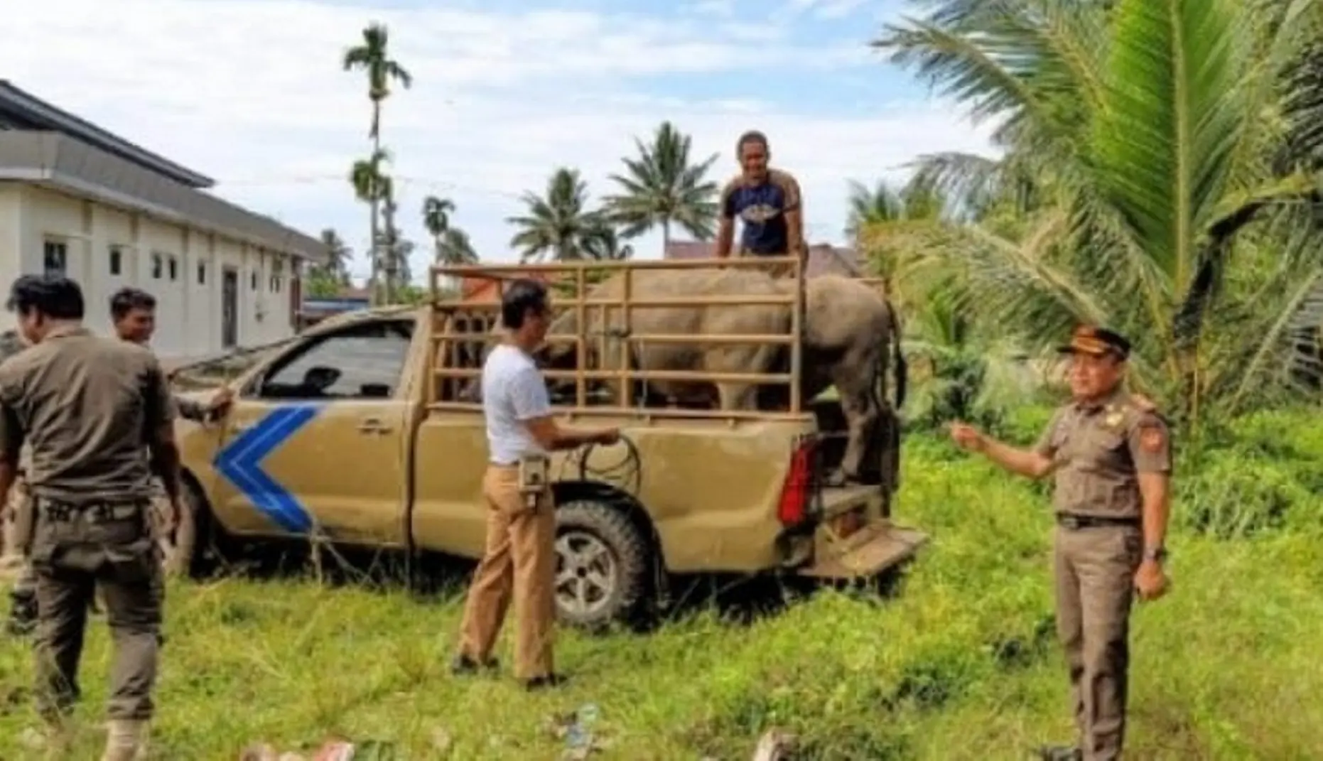 Bupati Gusnan Mulyadi Dorong Satpol PP Tingkatkan Razia dan Edukasi Ternak Liar