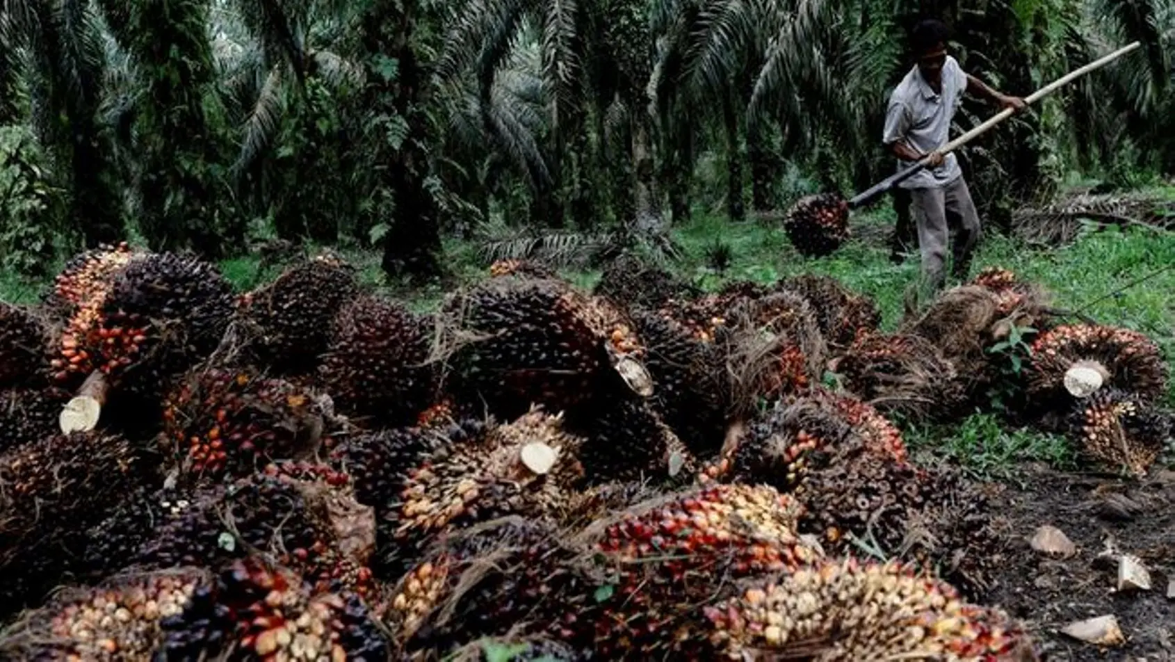Pemkab Bengkulu Selatan Imbau Pelaku Usaha Sawit Miliki Izin Resmi