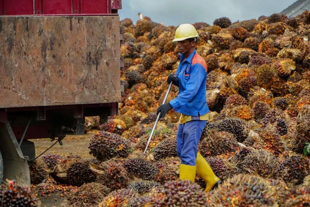 Harga TBS Ikut Turun Imbas Tarif Impor Presiden Trump