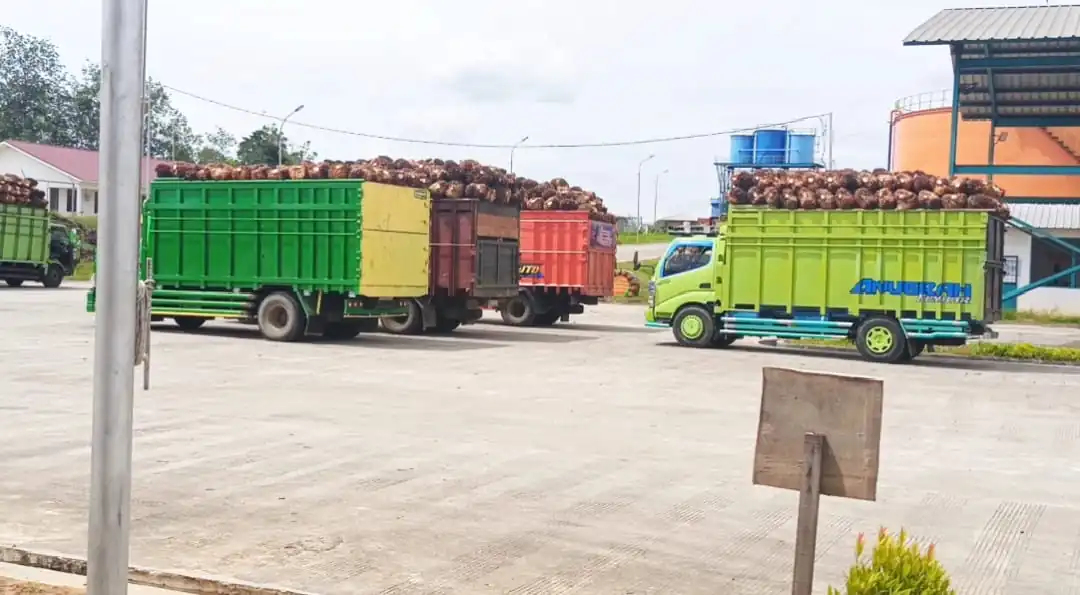 Pabrik CPO Batasi Pembelian TBS Imbas Pendangkalan Alur Pulau Baai
