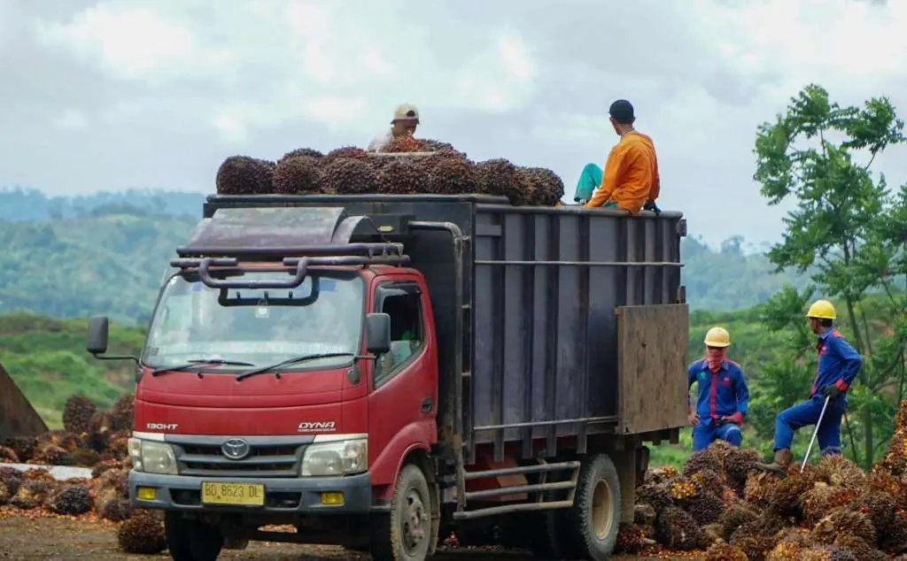 Pemprov Bengkulu Tetapkan Harga TBS Kelapa Sawit Rp 3.143
