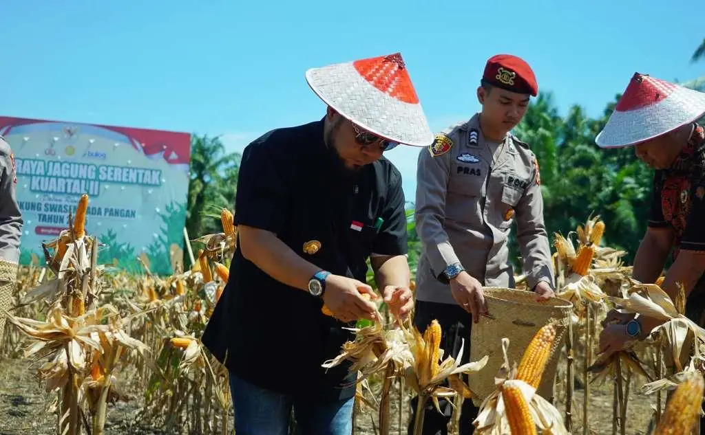 Gubernur Helmi Panen 3.320 Ton Jagung