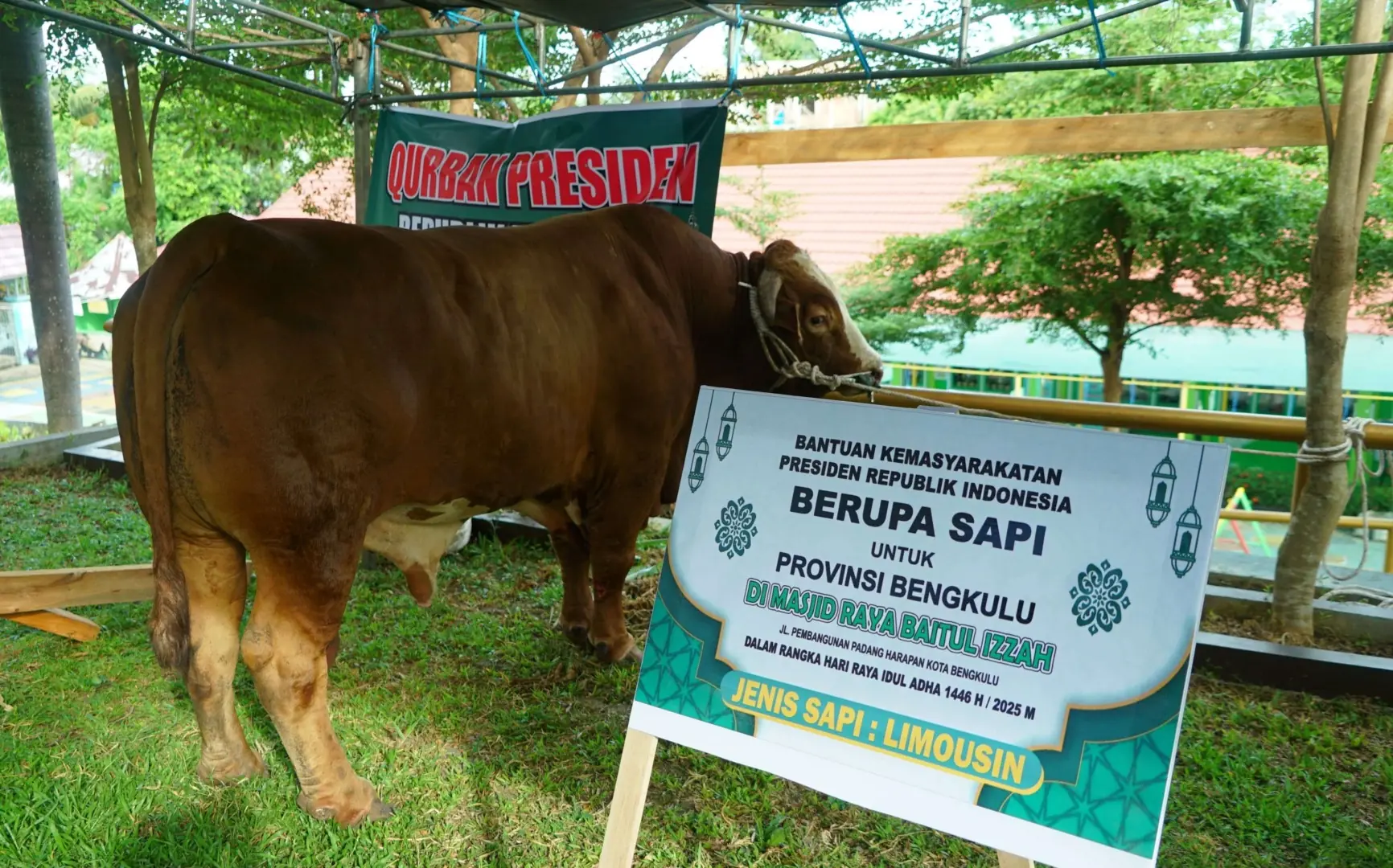 Bengkulu Terima 11 Sapi Kurban Pemberian Presiden Prabowo