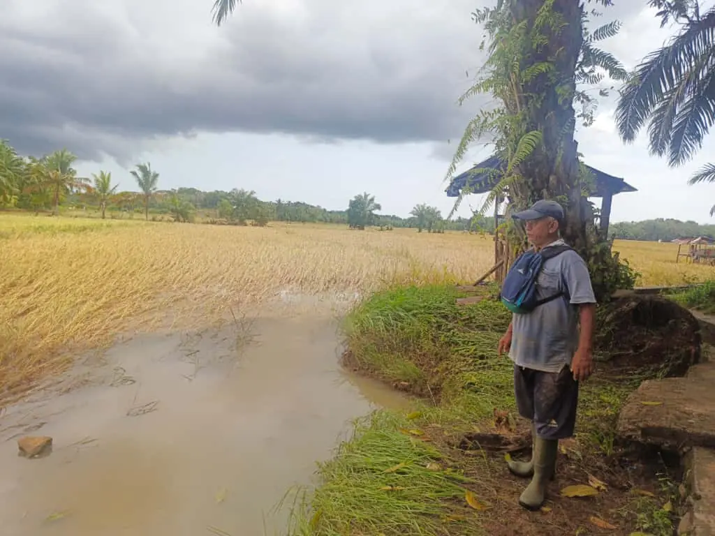 Puluhan Hektar Sawah di Seluma Terendam Banjir, Petani Terancam Gagal Panen