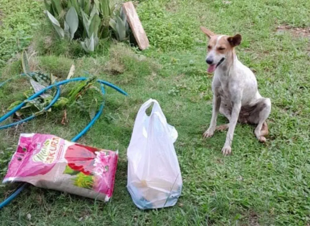 Warga Korban SUTT PLTU Buang Bantuan Sembako dari PT Tenaga Listrik Bengkulu