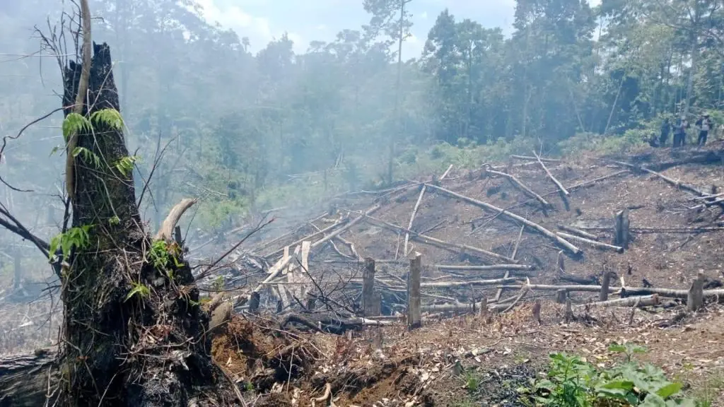 Perambahan HL Bukit Daun Kian Marak, Ditanam Kelapa Sawit dan Jual Beli Lahan
