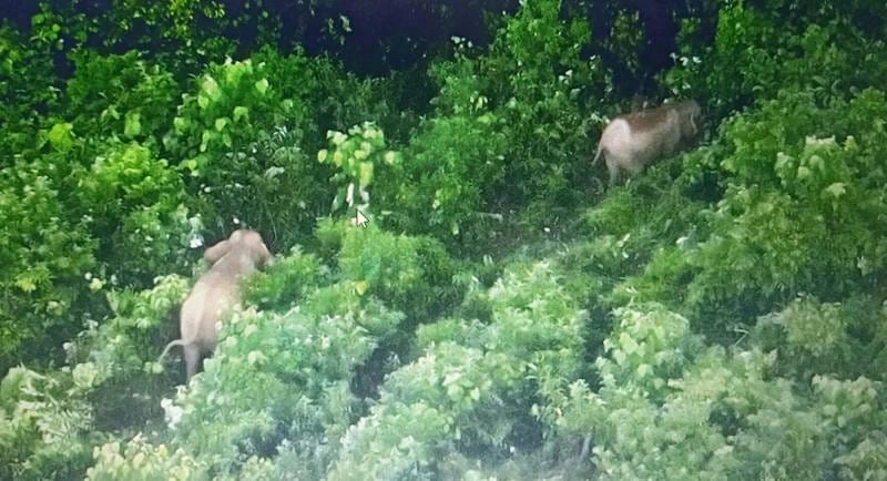 17 Gajah Sumatra Terpantau Drone Thermal di Bentang Seblat