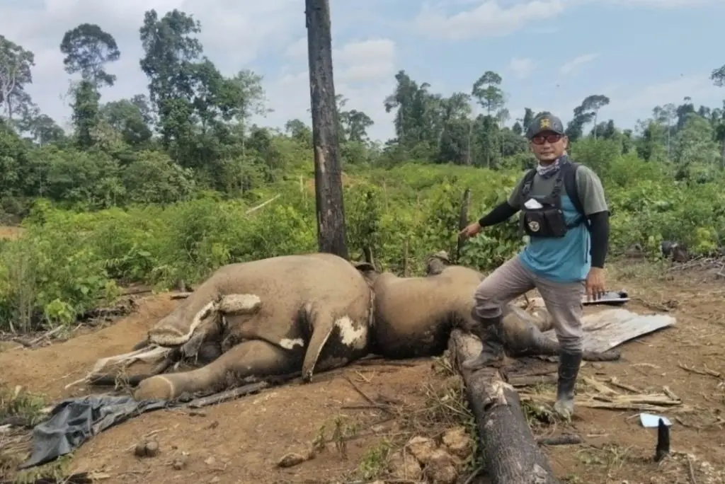 2 Ekor Gajah Sumatra Ditemuka Mati di Kawasan Konsesi PT Bentara Arga Timber Mukomuko