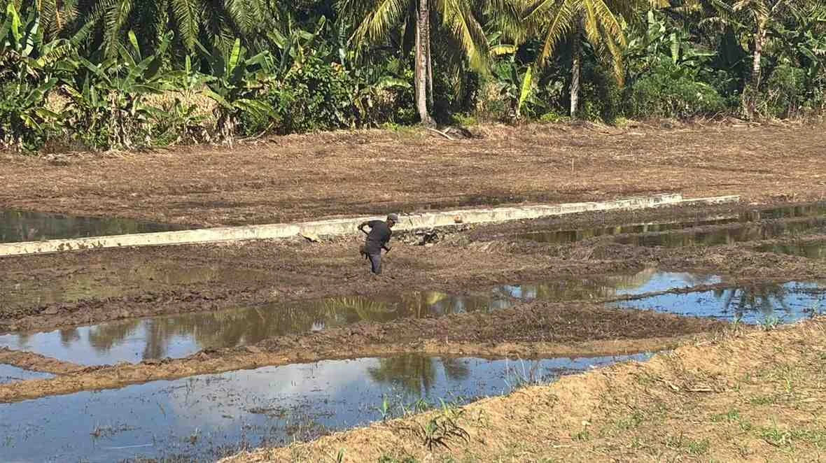 301 Ton Pupuk Subsidi Jatah Petani Seluma Selatan, Hilang?