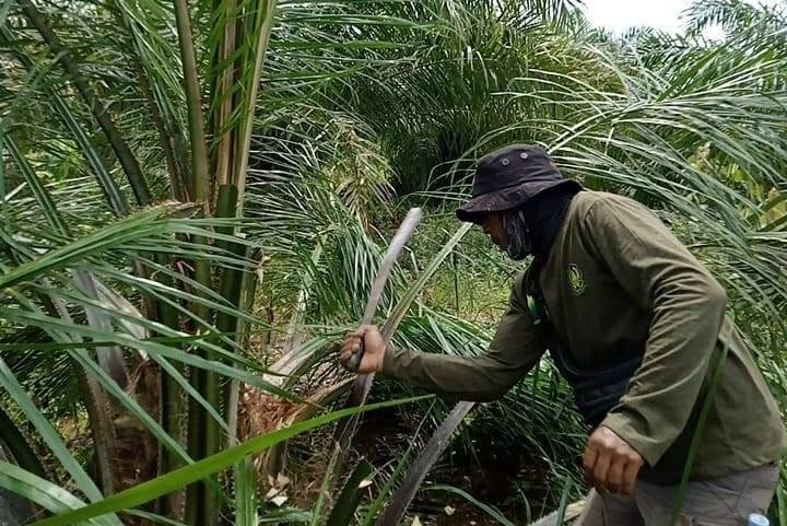 Puluhan Hektare HL Bukit Daun Jadi Perkebunan Sawit, Penggarap Masih Panen Meski Sudah Dilarang