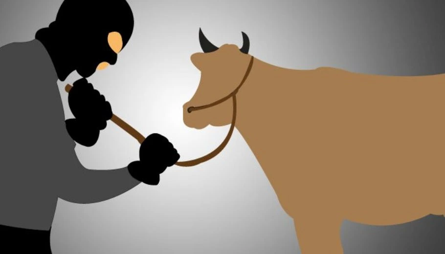 Diduga Curnak, Sapi Warga Seluma Ditemukan Tinggal Isi Perut, Polisi Diminta Tangkap Pelaku